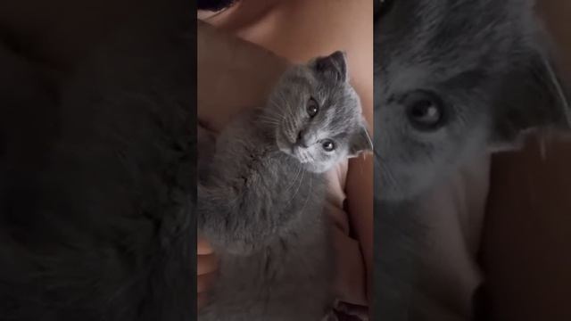 У Мармока лучший будильник 😼 смотреть онлайн