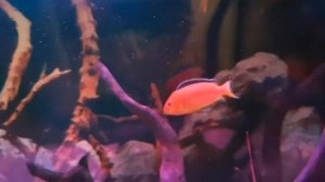 Лабидохромис Еллоу с полным ртом икры в общем аквариуме или как забрать икру у цихлиды.