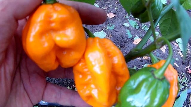 Habanero Morovars Yellow. Хабанеро Morovars Желтый.