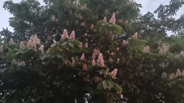 В городе цветут каштаны , смотреть онлайн