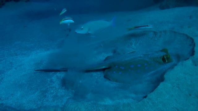 Синепятнистый скат-хвостокол, рыба-крокодил и орляк. смотреть онлайн