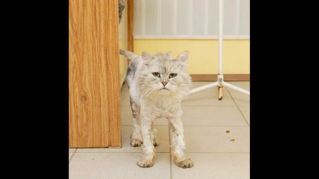 Побитый кот ковылял по улицам, трогательная история #animals смотреть онлайн