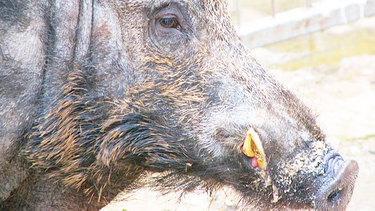 ИНТЕРЕСНЫЕ ФАКТЫ ПРО КАБАНА смотреть онлайн