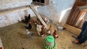 Как подсадить нового петуха в курятник - Птичье Царство