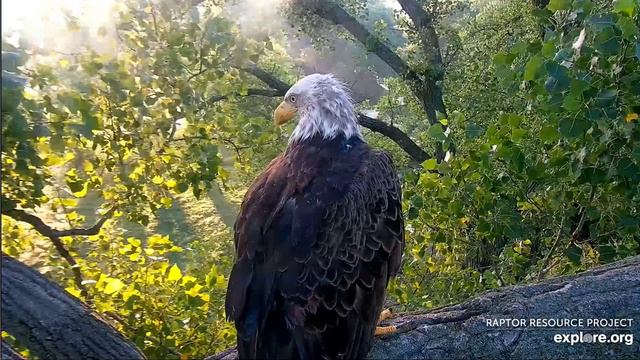 Decorah Eagles 7-13-20, 6:15 am Mom to the Y, N1, D34 arrives & mantles nothing смотреть онлайн