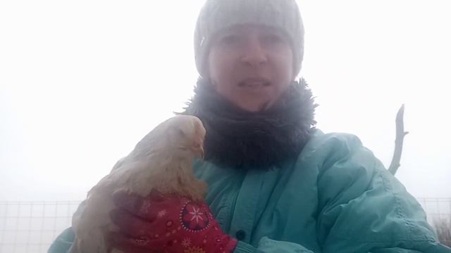 Что с моими курами?Забился зоб,курица хрипит ?Принимаю все советы ? смотреть онлайн