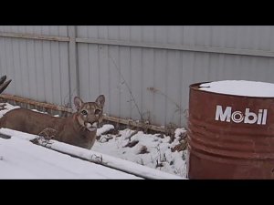 Пума Месси присматривает новый участок?!