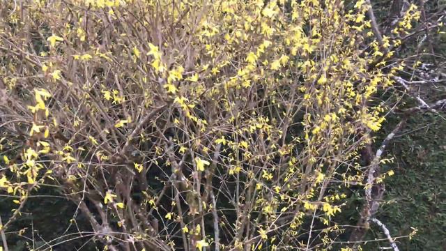 Forsythia ou Mimosa de Paris Le charme tout compris смотреть онлайн