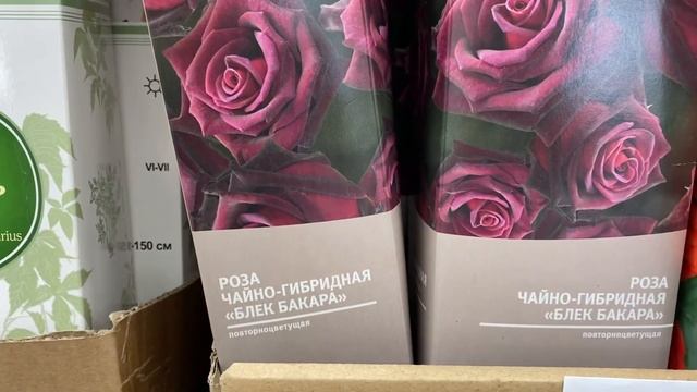 Саженцы в Леруа Мерлен: розы и гортензии с открытой корневой системой смотреть онлайн