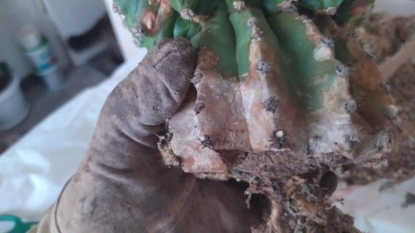 Кактус. Омолаживаем. Размножаем.