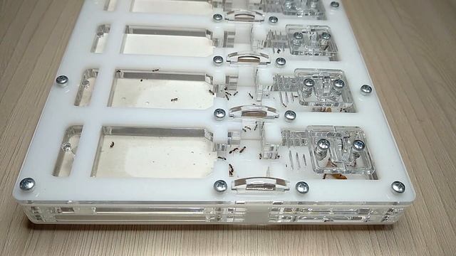 Tetramorium Bicarinatum - каребары на минималках: обзор, описание, содержание и заселение