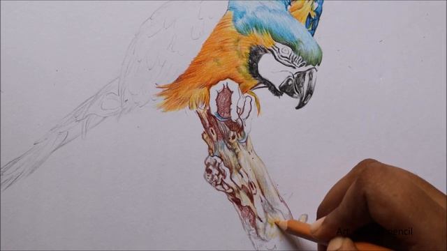 Macaw Drawing in Color Pencils | Bird Drawing | How to draw Macaw смотреть онлайн