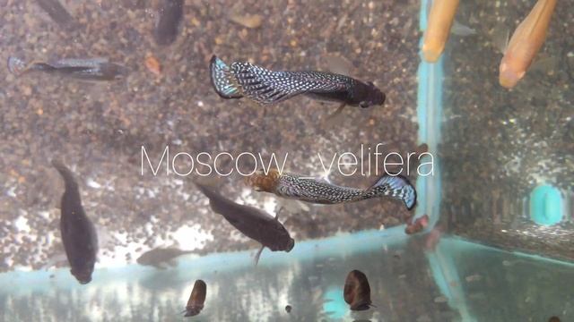 Velifera Yucatan, Велифера дикари