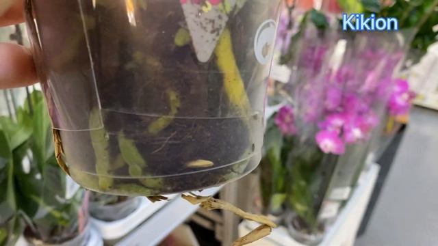 ??Шикарні ОРХІДЕЇ на два квітоноса за неймовірно НИЗЬКИМИ?цінами 242 грн та 255 грн, Leroy Merlin смотреть онлайн