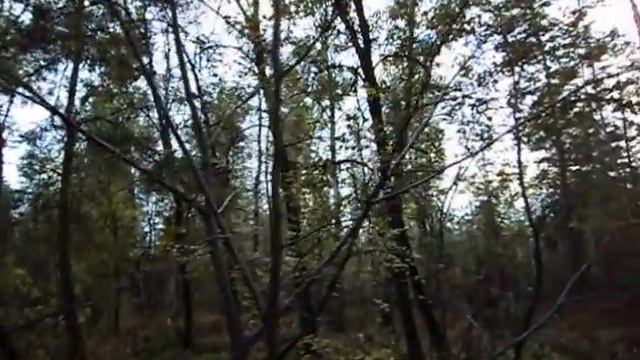 Лес в сентябре смотреть онлайн