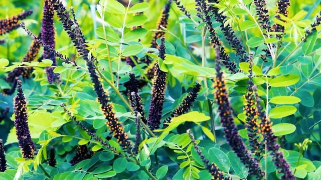 Акация и пчелки весной | Футажи красивая природа [FullHD]