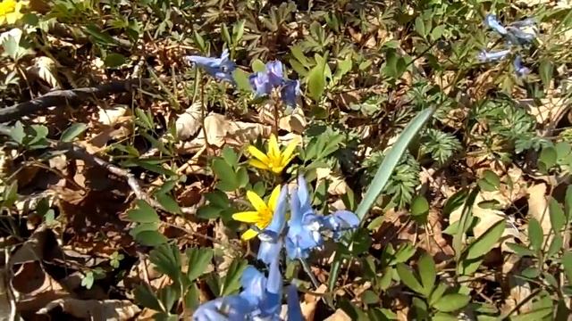 Поляны весенних цветов (хохлатки, ветреницы): апрель, остров Русский. смотреть онлайн