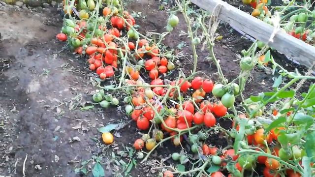 Обзор томатов сорт Новогодний и Ракета смотреть онлайн