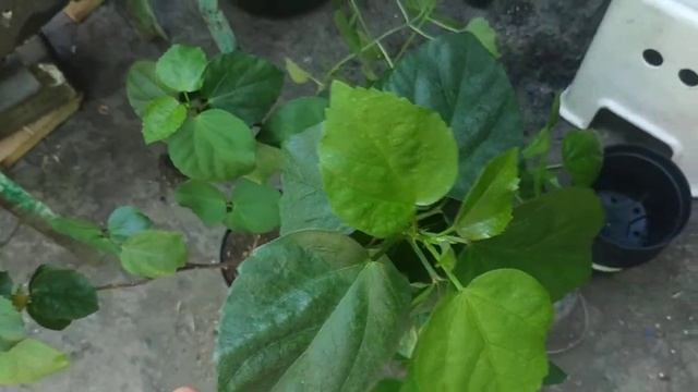 Гибискусы Пересадка