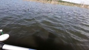 Ловля Карпа на КРУЖКИ- МАКУШАТНИКИ в затопленном лесу. Рыбалка на карпа