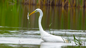 В Брасловском районе Беларуси расположено свыше 200 озер – одно краше другого. А 18-20 тыс. лет наза