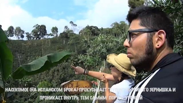 COLOMBIA. COFFEE FARM // КОЛУМБИЯ. КОФЕЙНАЯ ФЕРМА смотреть онлайн