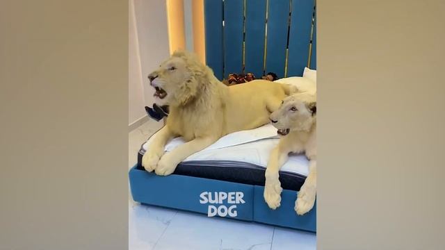 I'm A Big Kid Now | Scary Guard Dogs' Transformation | Super Dog смотреть онлайн