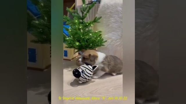 Щенки вельш-корги пемброка. Питомник. смотреть онлайн