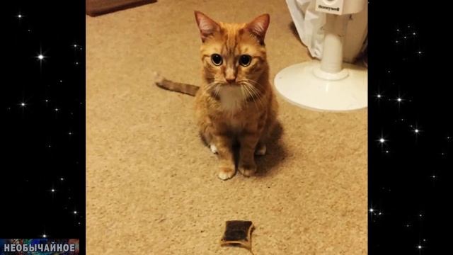Что Делать, Если Кошка Принесла Вам Дохлую Мышь? ¤ НЕОБЫЧАЙНОЕ смотреть онлайн