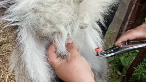 Бескровный способ кастрации козликов быстрый и безболезненый