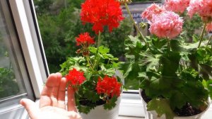 Пеларгонии стеллары, которые сейчас цветут: Carolyn Dean, Richard Hodgson, Borthwood??.