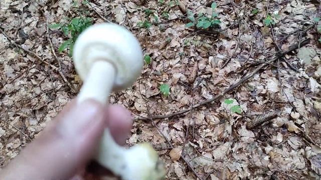 Agaricus abruptibulbus - gomoljasta pečurka смотреть онлайн