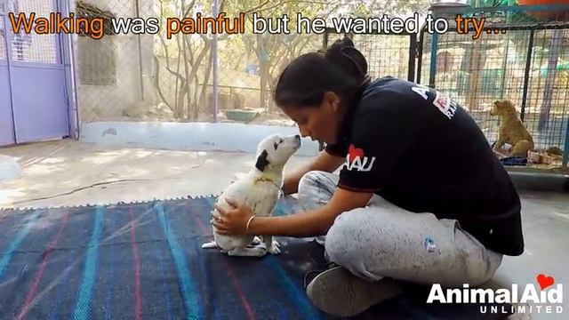 Anguished mother dog wails for wounded baby. Sweetest reunion! смотреть онлайн