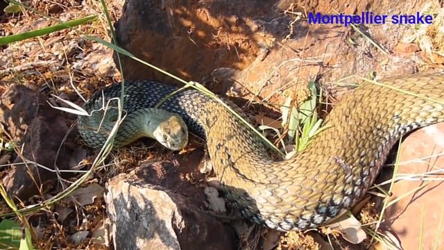 A to Z Snakes | A to Z Snakes with pictures & video | ABC Snakes with pronounciation | ABC Snakes смотреть онлайн