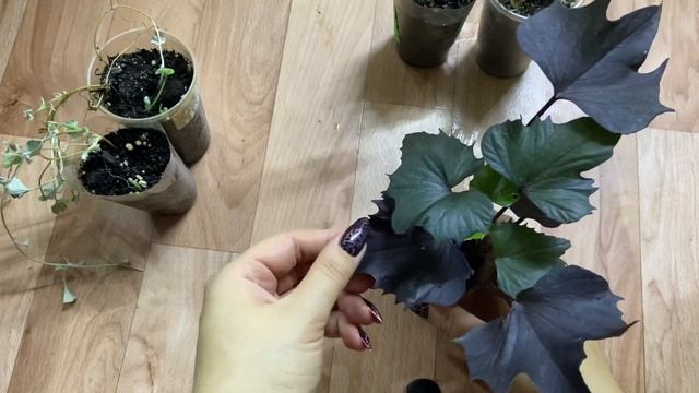 Сохранение ипомеи-батат и дихондры зимой смотреть онлайн