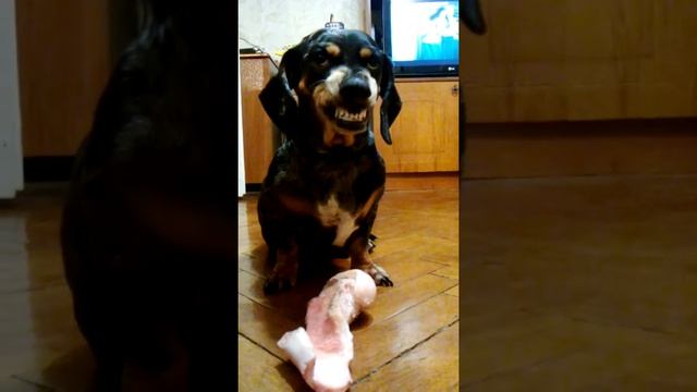 Смешные и забавные таксы. Жадная такса Бетти смотреть онлайн