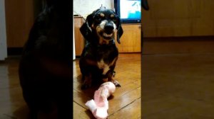 Смешные и забавные таксы. Жадная такса Бетти