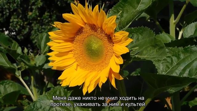 Почему инвалиды Петербурга боятся пользоваться отечественными протезами смотреть онлайн
