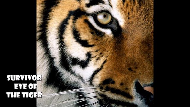 Survivor - Eye Of The Tiger (432Hz) смотреть онлайн
