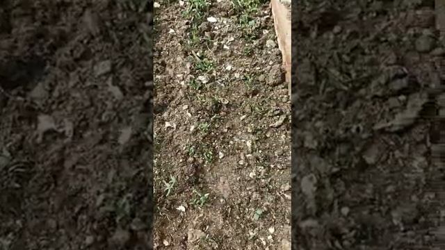 Посадка зелени в теплицы смотреть онлайн