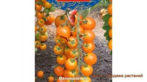 Томат обыкновенный Волшебная арфа F1 ? обзор: как сажать, семена томата Волшебная арфа F1