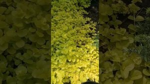 Вербейник монетчатый "Aуреа" | Lysimachia nummularia "Aurea"
