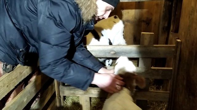 Сюжет про телят. Стойло ясли для бычков.  Лпх дом велеса жизнь за городом