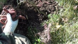 Батат Выращивание в Сибири - Итоги.mp4