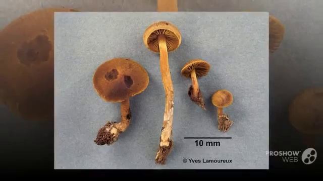 Phaeogalera - fungi kingdom смотреть онлайн