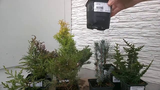 Отзыв Подворье хвойные смотреть онлайн