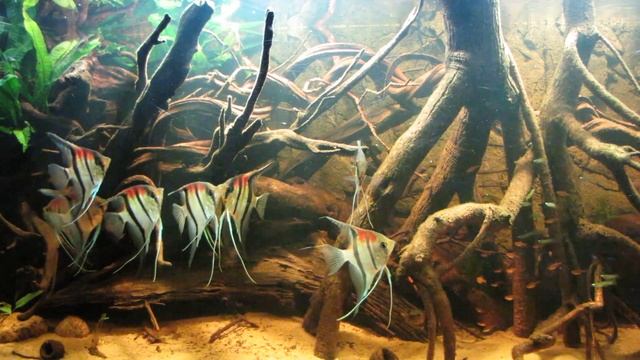 Pterophyllum scalare ”Red Back”. смотреть онлайн