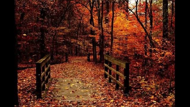 MAAJABU YA MNYAMA KANGAROO HUSHIKA MIMBA BILA KUJAMIIANA/HAWEZI KURUDI KINYUME NYUME смотреть онлайн