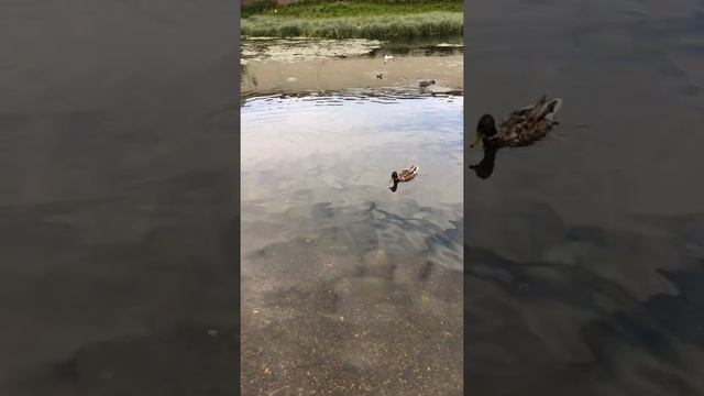 Чайки баклан утки голуби воробьи... смотреть онлайн