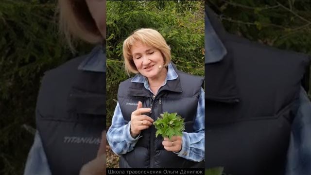 Майская крапива – живые поливитамины смотреть онлайн